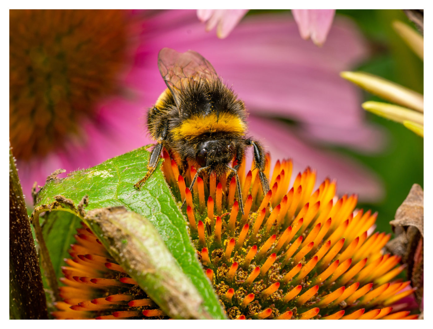 Bumblebee surrounded by colourful flowers